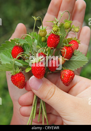 Kinderhand hält eine Reihe von wilden Erdbeeren Stockfoto