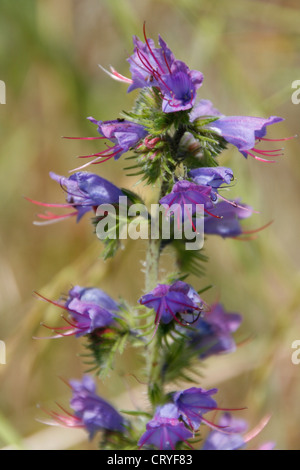 Viper Bugloss Stockfoto