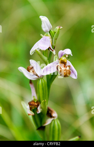 Waldschnepfe Orchidee wilde Blume Ophrys Scolopax Tarn-et-Garonne Stockfoto