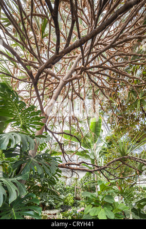 Allan Gardens Palm House Konservatorium, Toronto Stockfoto