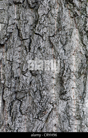 Rinde auf einen Baum - Hintergrund Stockfoto
