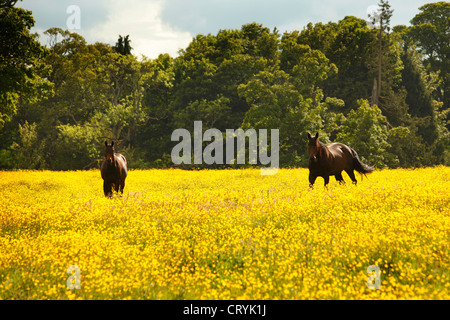 Zwei braune Pferde stehen in einem Feld von Butterblumen. Stockfoto