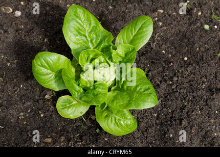 Ein kleines Juwel-Salat Stockfoto