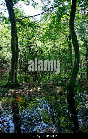 Naturreservat von Magadino Teichen auf die Magadino Ebene - Kanton Tessin - Schweiz Stockfoto