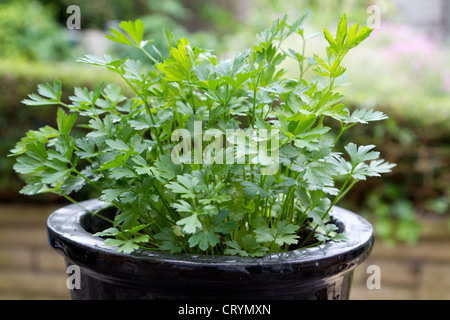 Nahaufnahme einer flachen Blatt Petersilie Pflanze in einen Topf Stockfoto