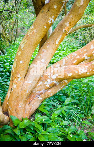 Die charakteristische Rinde der chilenischen Myrte, Luma Apiculata Myrtaceae Stockfoto