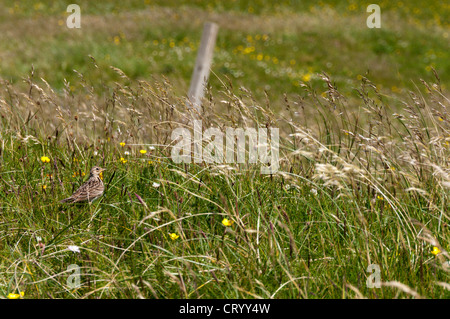 Eine Feldlerche (Alauda Arvensis) lange Gras getarnt. Stockfoto