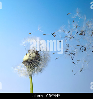 Löwenzahnsamen in blauem Rücken Stockfoto