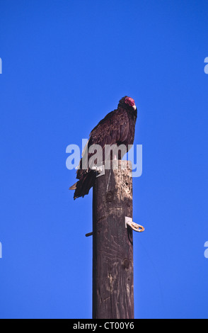 Türkei-Bussard, auch bekannt als Türkei Geier, Cathartes Aura, Sitzstangen, Mexiko Stockfoto