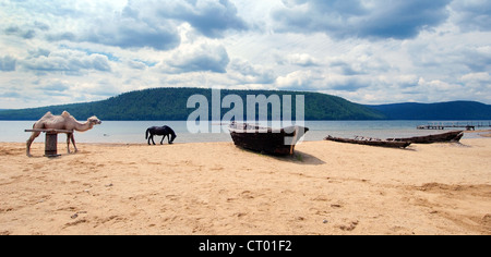 Weiße baktrischen Kamel (Camelus Bactrianus) in der Nähe von das Boot am Ufer der Angara. Siedlung Talzy, Irkutsk Region, Baikalsee, Sibirien Stockfoto