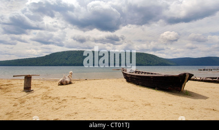 Weiße baktrischen Kamel (Camelus Bactrianus) in der Nähe von das Boot am Ufer der Angara. Siedlung Talzy, Irkutsk Region, Baikalsee, Sibirien Stockfoto