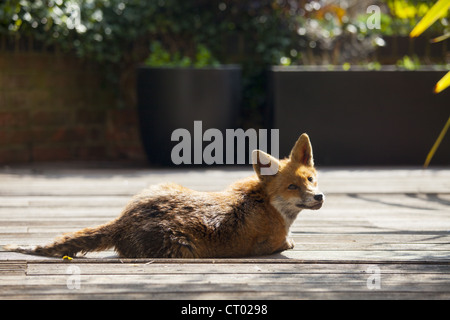 Urban Fuchs Vulpes Vulpes, Sonnenbaden auf der Terrasse im Stadtgarten in Hampstead, London Stockfoto