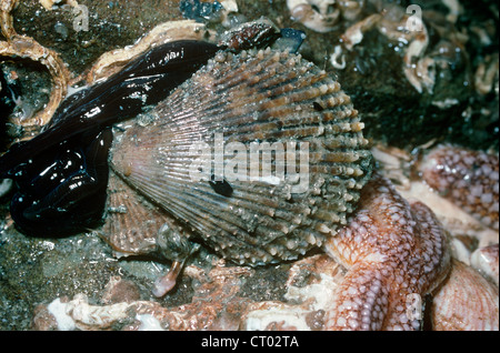 Bunte Kammuschel (Chlamys bekleidet Varia: Kammmuscheln) angeschlossen an einen Felsen durch Byssus Fäden am unteren Ufer, UK Stockfoto