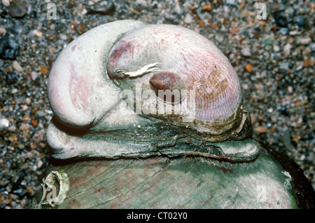 Amerikanische Pantoffel Napfschnecken (Crepidula Fornicata: Calyptraeidae) UK Stockfoto