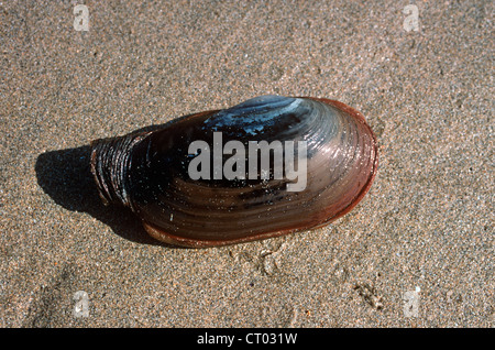 Gemeinsamen Otter Schale (Lutraria Lutraria: Mactridae), lebenden Tieren gegraben aus dem Sand, in der es am Ufer des Meeres, UK lebt, Stockfoto