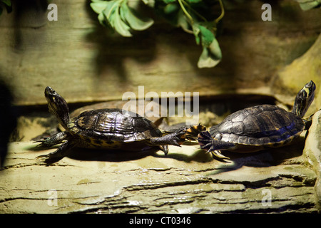 Ist Scripta Scripta oder Yellow Bellied Slider Schildkröten im London Aquarium - UK Stockfoto