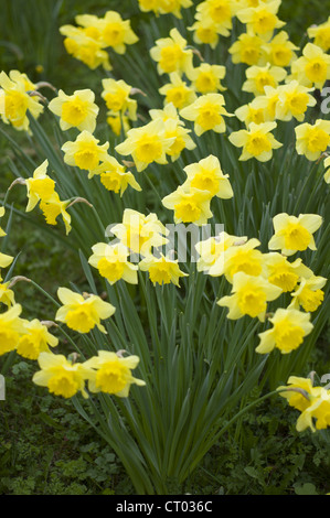 Osterglocken, Narzissen, Trompete-Vielfalt im Frühling in Swinbrook in den Cotswolds, Oxfordshire, Vereinigtes Königreich Stockfoto