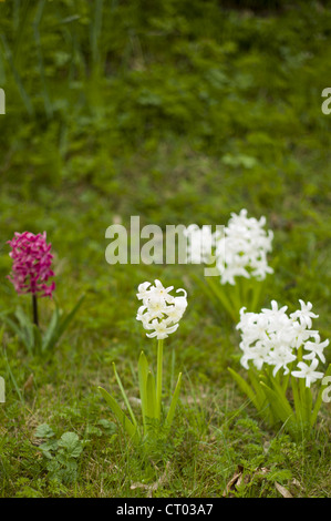 Hyazinthen, Hyacinthus Orientalis, im Frühling in Swinbrook in den Cotswolds, Oxfordshire, Vereinigtes Königreich Stockfoto