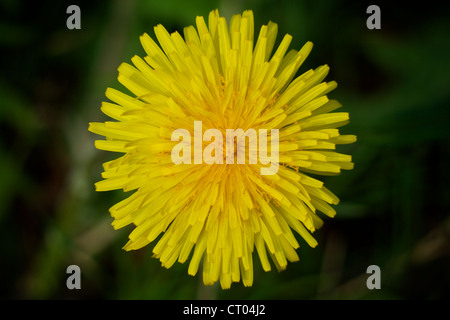 Nahaufnahme von einem Löwenzahn (Taraxacum) in voller Blüte Stockfoto