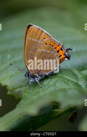 Schwarz Zipfelfalter Satyrium Pruni thront auf gemeinsame Hazel Finemere Wood, Buckinghamshire im Juni. Stockfoto