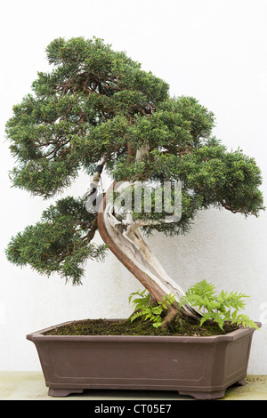 Bonsai-Baum in einem Topf-Sammlung Stockfoto