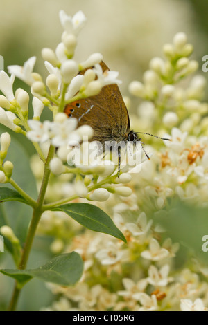 Schwarz Zipfelfalter Satyrium Pruni thront auf wilde Liguster im Finemere Wood, Buckinghamshire im Juni. Stockfoto