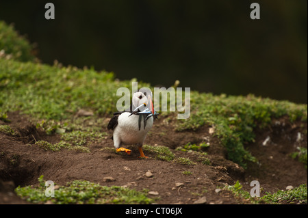 Papageientaucher auf Skomer Island mit Sandaal Stockfoto