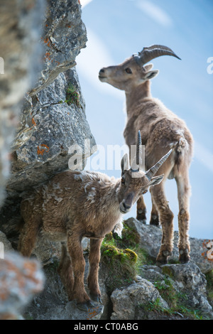 Zwei junge Steinböcke (lat. Capra Ibex) am Brienzer Rothorn, Schweiz Stockfoto