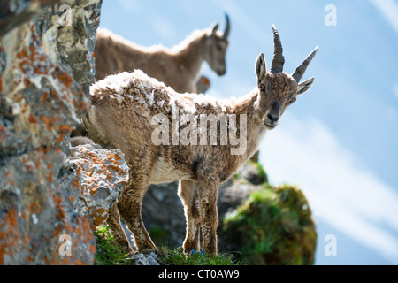 Zwei junge Steinböcke (lat. Capra Ibex) am Brienzer Rothorn, Schweiz Stockfoto