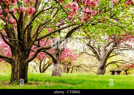 Apfelbäume in voller Blüte an der University of Minnesota Landschaft Arboretum im Frühjahr. Stockfoto