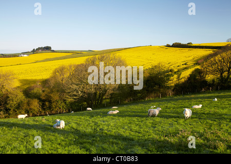 Schafe und neue Lämmer Weiden im Morgengrauen in einer saftig grünen Wiese in der Devon-Landschaft Stockfoto