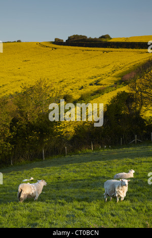 Schafe und neue Lämmer Weiden im Morgengrauen in einer saftig grünen Wiese in der Devon-Landschaft Stockfoto