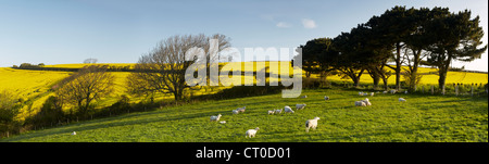 Schafe und neue Lämmer Weiden im Morgengrauen in einer saftig grünen Wiese in der Devon-Landschaft Stockfoto