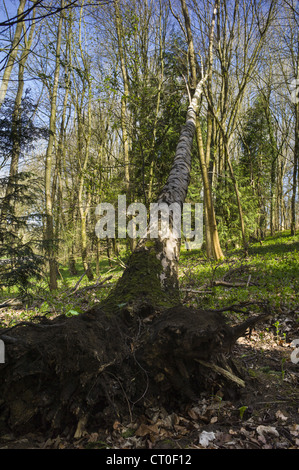 Gefallenen Silber Birke, Betula Pendel im Frühling im Wald in Swinbrook in den Cotswolds, Oxfordshire, Vereinigtes Königreich Stockfoto