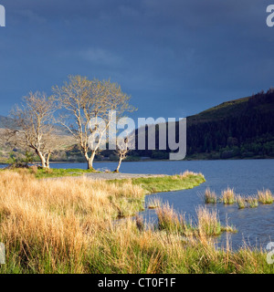 Bäume durch späten Abend auf See Ufer des Llyn Cwellyn in Nant y Betws Tal, Snowdonia National Park Gwynedd No beleuchtet Stockfoto