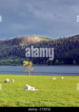 Schafbeweidung beleuchtet durch späten Abend auf See Ufer des Llyn Cwellyn in Nant y Betws Tal, Snowdonia National Park Gw Stockfoto