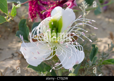 Eine Blume Kapern (Capparis Spinosa) mit gewellt wendelförmig Staubblätter (der Republik von Georgia, Caucasus). Stockfoto