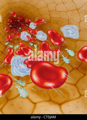 Blutkörperchen, Zeichnung Stockfoto