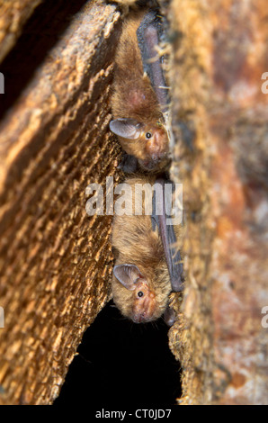 Soprano pipistrelle (Pipistrellus pygmaeus) unter dem Dachgeschoss eines Gebäudes (der Republik Georgien, Kaukasus). Stockfoto