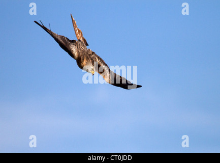 Rotmilan Milvus Milvus Tauchen für Lebensmittel Stockfoto