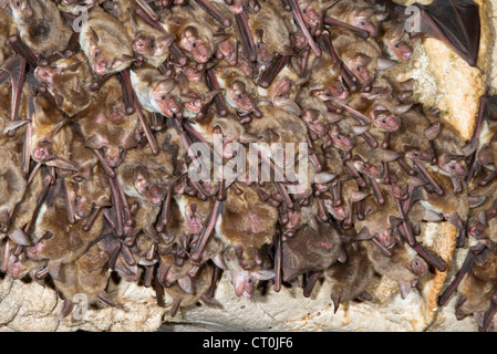 Eine Kolonie der weniger Maus-eared Fledermäuse (Myotis Blythii) in einer Höhle (der Republik von Georgia, Caucasus). Stockfoto