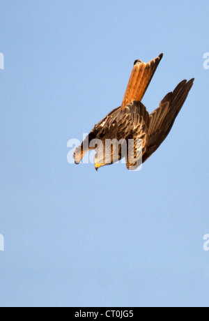 Rotmilan Milvus Milvus Tauchen für Lebensmittel Stockfoto