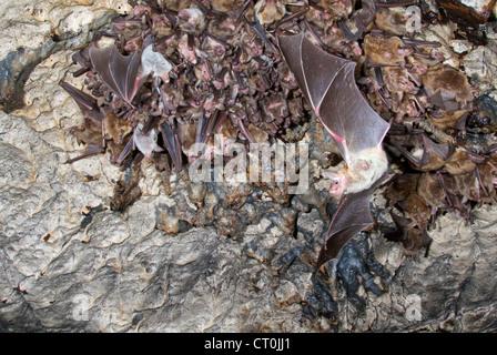 Eine Kolonie der weniger Maus-eared Fledermäuse (Myotis Blythii) in einer Höhle (der Republik von Georgia, Caucasus). Stockfoto