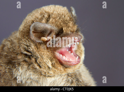 Das Porträt von Schreiber (Miniopterus schreibersii), Republik Georgien, Kaukasus Stockfoto