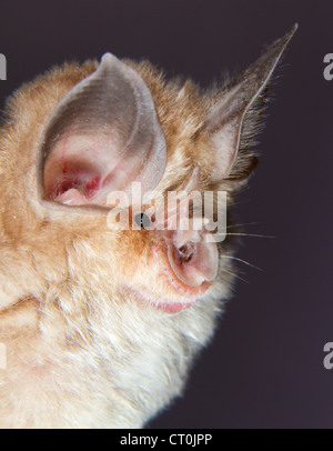 Mediterrane Hufeisen Fledermaus (Rhinolophus Euryale) Porträt (der Republik von Georgia, Caucasus). Stockfoto