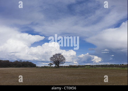 Wolkenbildung hoch aufragenden Cumulus (links) Cumulonimbus (rechts) und Cirrus in großer Höhe bei Swinbrook in den Cotswolds, UK Stockfoto