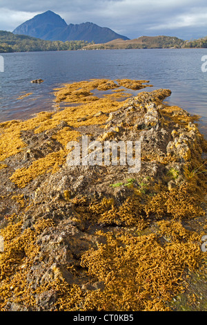 Blick auf Mt Rugby vom Wald Lagune Tasmaniens-Southwest-Nationalpark Stockfoto