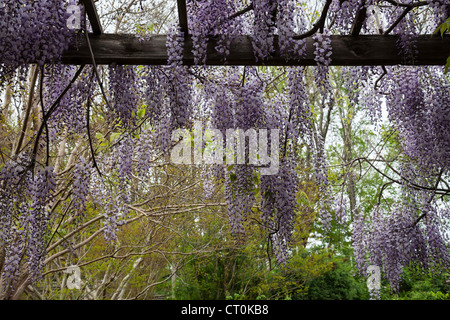 Spaliere der japanischen Wisteria in voller Blüte säumen einen Pfad in der Brooklyn Botanic Garden, NYC, USA Stockfoto