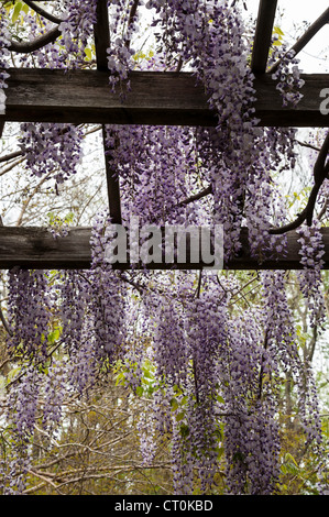 Spaliere der japanischen Wisteria in voller Blüte säumen einen Pfad in der Brooklyn Botanic Garden, NYC, USA Stockfoto