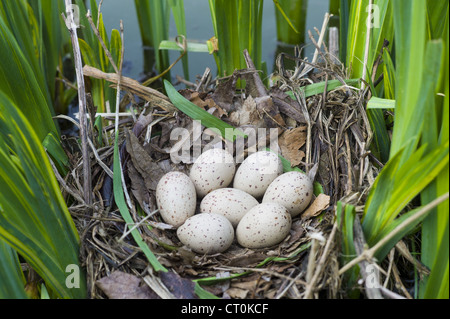 Teichhuhn Nest, gemacht mit sieben Eiern gelegt, mit Zweigen unter Iris Pflanzen in einem Teich in Swinbrook, die Cotswolds, Oxfordshire, Vereinigtes Königreich Stockfoto